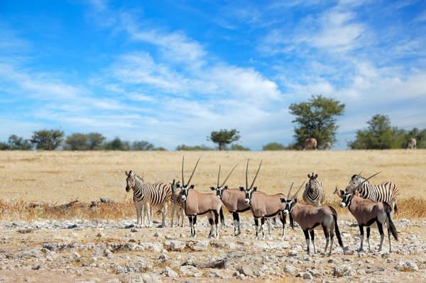 Explorez la magie du parc national d'Etosha en Namibie